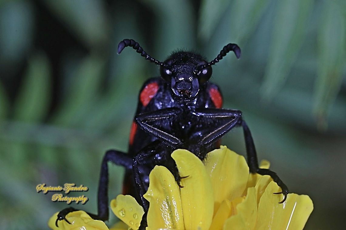 Blister Beetle, Hycleus biundulatus, family Meloidae  Geotagged,Hycleus biundulatus,Indonesia,Spring