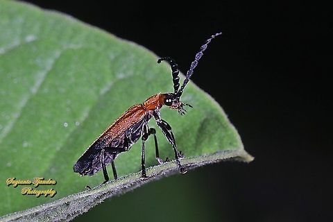Lycidae  Geotagged,Indonesia,Spring
