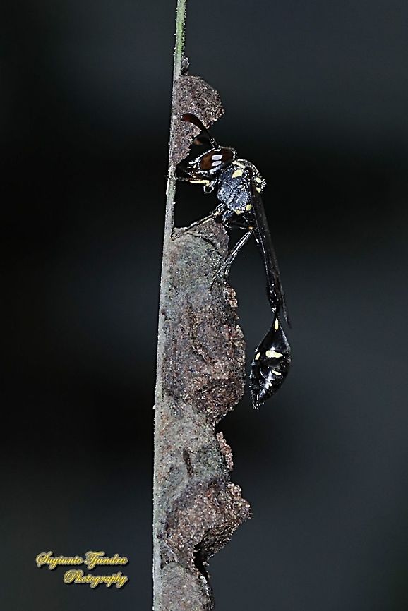 Potter Wasp, family Vespidae  Geotagged,Indonesia,Spring
