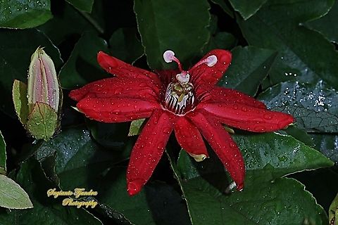 Crimson Passion Flower, Passiflora Vitifolia (Passifloraceae)  Crimson passion flower,Geotagged,Indonesia,Passiflora vitifolia,Spring
