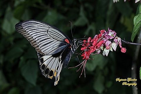 Great Mormon Butterfly, Papilio memnon memnon f. hiera "sucking nectar on the flaming glorybower, Clerodendrum splendens"  Geotagged,Great Mormon,Indonesia,Papilio memnon,Spring