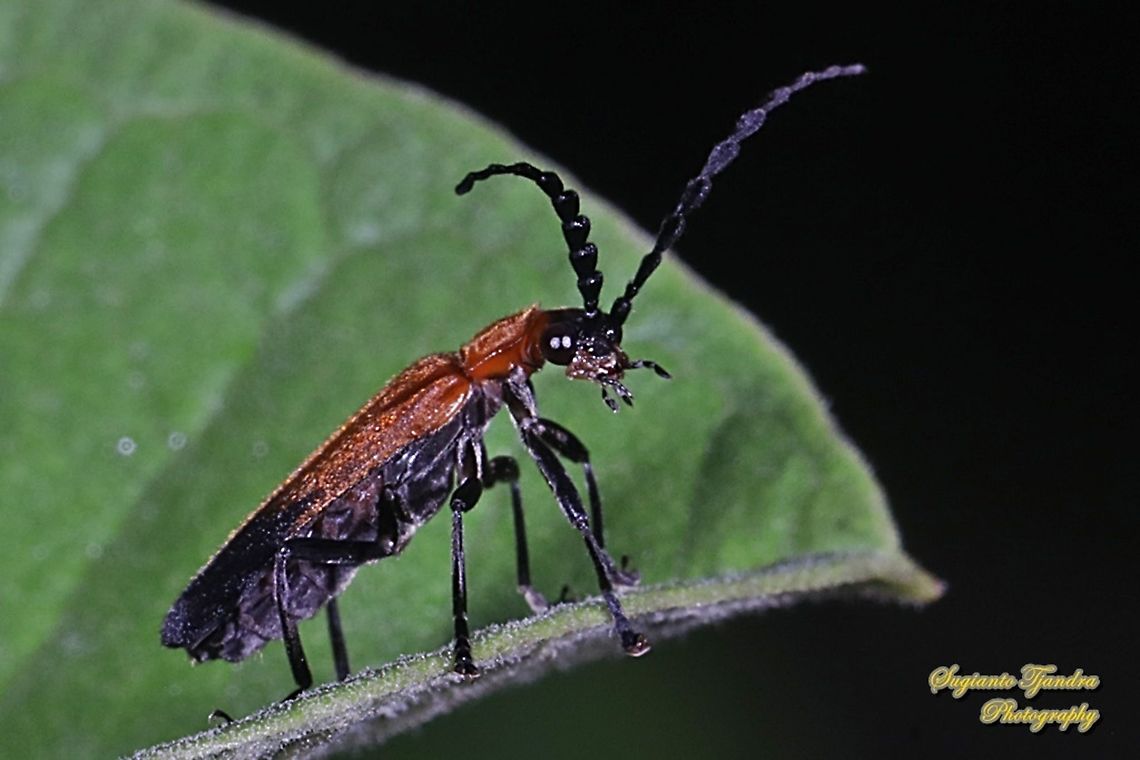 Soldier Beetle, Cordylocera pectoralis, Family Cantharidae I will keep using ID of Soldier Beetle, Cordylocera pectoralis, Family Cantharidae based on <a href="https://insectiara.blogspot.com/2017/10/si-kumbang-tentara-cordylocera.html" rel="nofollow">https://insectiara.blogspot.com/2017/10/si-kumbang-tentara-cordylocera.html</a> <br />
and <br />
<a href="https://www.inaturalist.org/observations/90736416" rel="nofollow">https://www.inaturalist.org/observations/90736416</a> until I get a confirmation for the correct ID. Geotagged,Indonesia,Spring