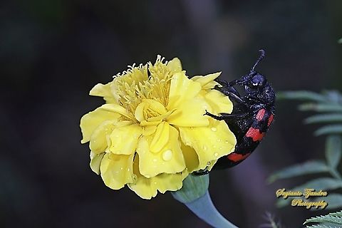Blister Beetle, Hycleus biundulatus, family Meloidae "standing on the Yellow Mexican marigold, Tagetes erecta"  Geotagged,Hycleus biundulatus,Indonesia,Spring