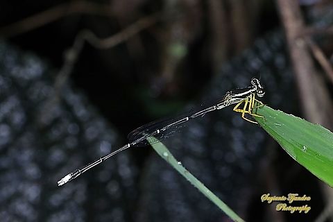Yellow Bush Dart, Copera marginipes Sp, Platycnemididae - male  Copera marginipes,Geotagged,Indonesia,Spring,Yellow bush dart