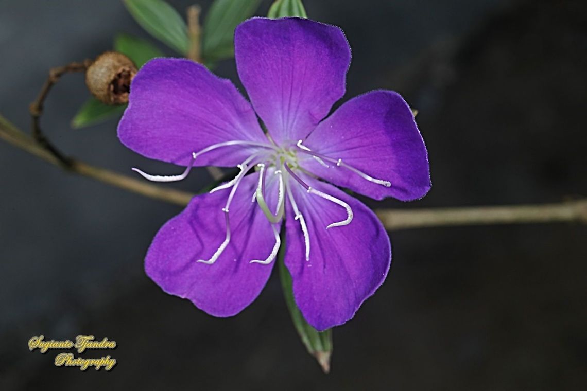 Princess Flower, Tibouchina urvilleana (family Melastomataceae )  Geotagged,Glory Bush,Indonesia,Spring,Tibouchina urvilleana
