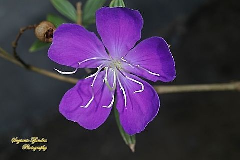 Princess Flower, Tibouchina urvilleana (family Melastomataceae )  Geotagged,Glory Bush,Indonesia,Spring,Tibouchina urvilleana