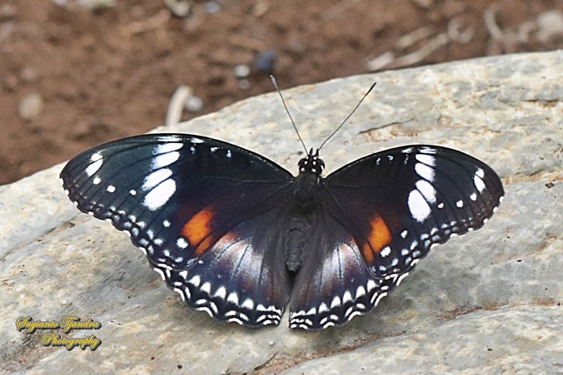 Great eggfly, Hypolimnas bolina bolina  - female, upperside  Geotagged,Great eggfly,Hypolimnas bolina,Indonesia,Spring