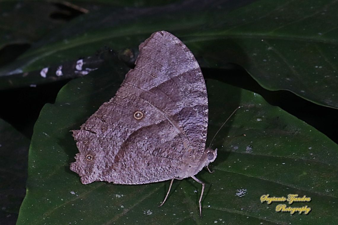 Common evening brown, Melanitis leda leda  Common evening brown,Geotagged,Indonesia,Melanitis leda,Spring