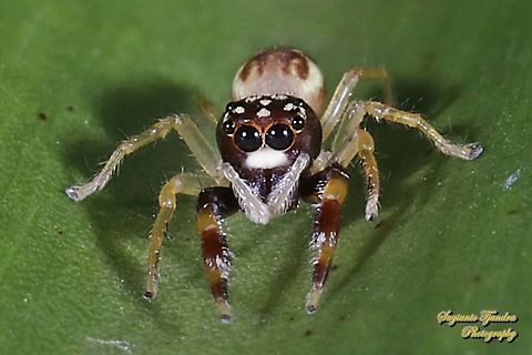 Jumping spider, Indopadilla sp., family Salticidae  Geotagged,Indonesia,Spring