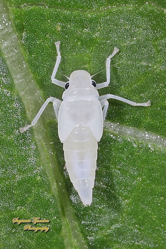 Orange leafhopper nymph, Bothrogonia addita  Bothrogonia addita,Geotagged,Indonesia,Orange Sharpshooter,Spring