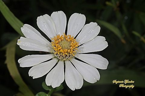 White Zinnia flower, Zinnia elegans  Geotagged,Indonesia,Spring,Zinnia elegans