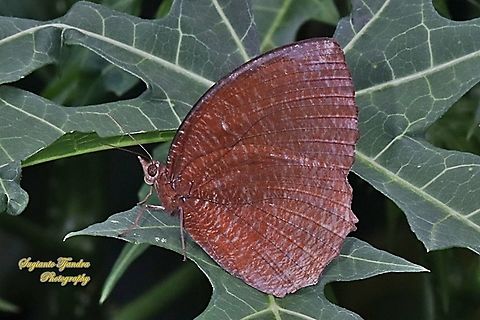 Common Palmfly Butterfly, Elymnias hypermnestra hypermnestra  Common Palmfly,Elymnias hypermnestra,Geotagged,Indonesia,Spring
