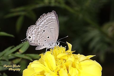 Plains Cupid Butterfly, Luthrodes (formerly Chilades) pandava pandava, family Lycaenidae "sucking nectar on the Yellow Mexican marigold, Tagetes erecta"  Geotagged,Indonesia,Luthrodes pandava,Plains Cupid,Spring