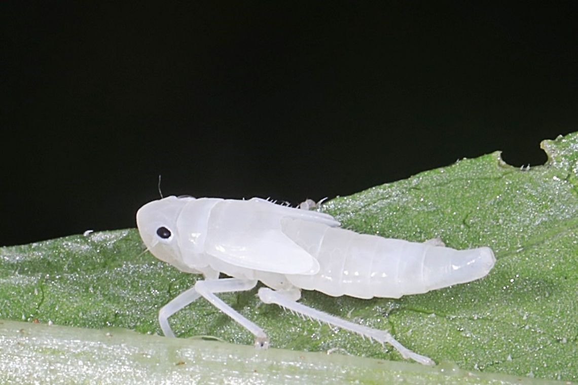 Orange leafhopper nymph, Bothrogonia addita  Bothrogonia addita,Geotagged,Indonesia,Orange Sharpshooter,Spring