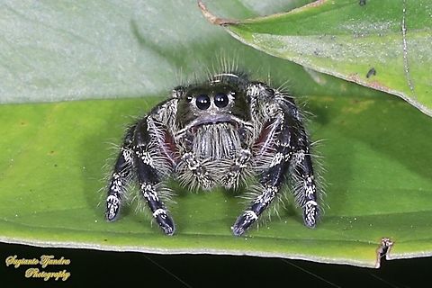 Jumping Spider, Hyllus diardi, Salticidae - Male  Geotagged,Hyllus diardi,Indonesia,Spring