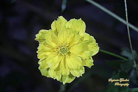 Yellow Cosmos flower (Cosmos sulphureus)  Cosmos sulphureus,Geotagged,Indonesia,Spring,Sulfur Cosmos