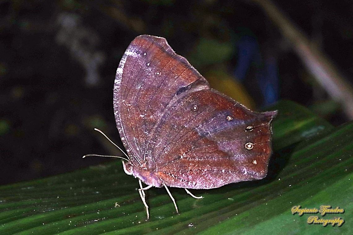 Dark Evening Brown, Melanitis phedima  Dark evening brown,Geotagged,Indonesia,Melanitis phedima,Spring