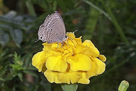 Plains Cupid Butterfly, Luthrodes (formerly Chilades) pandava pandava, family Lycaenidae "sucking nectar on the Yellow Mexican marigold, Tagetes erecta"  Geotagged,Indonesia,Luthrodes pandava,Plains Cupid,Spring