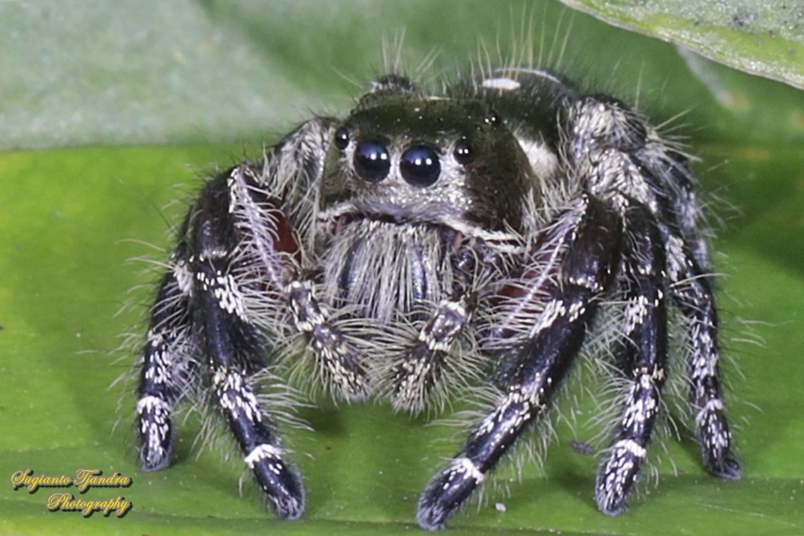 Jumping Spider, Hyllus diardi, Salticidae - Male  Geotagged,Hyllus diardi,Indonesia,Spring