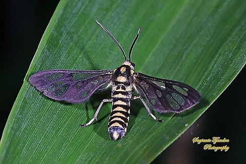 Orange spotted Tiger Moth - Amata huebneri (Huebner's Wasp Moth)  Amata huebneri,Geotagged,Hübner's Wasp Moth,Indonesia,Spring
