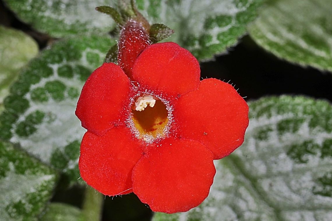 Bunga Daun Beludru (Flame Violet) Episcia cupreata ‘Frosty’  Episcia cupreata,Flame Violet,Geotagged,Indonesia,Spring
