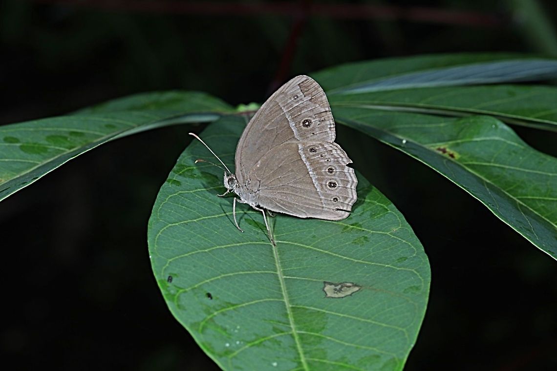 Common bush brown, Telinga janardana janardana (previously is under Mycalesis janardana)  Common Bushbrown,Geotagged,Indonesia,Mycalesis janardana,Spring