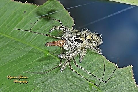 Jumping Spider, Hyllus diardi, Salticidae - Female w/prey (Long-jawed orb-weaver,  Tetragnatha, family Tetragnathidae)  Geotagged,Hyllus diardi,Indonesia,Spring