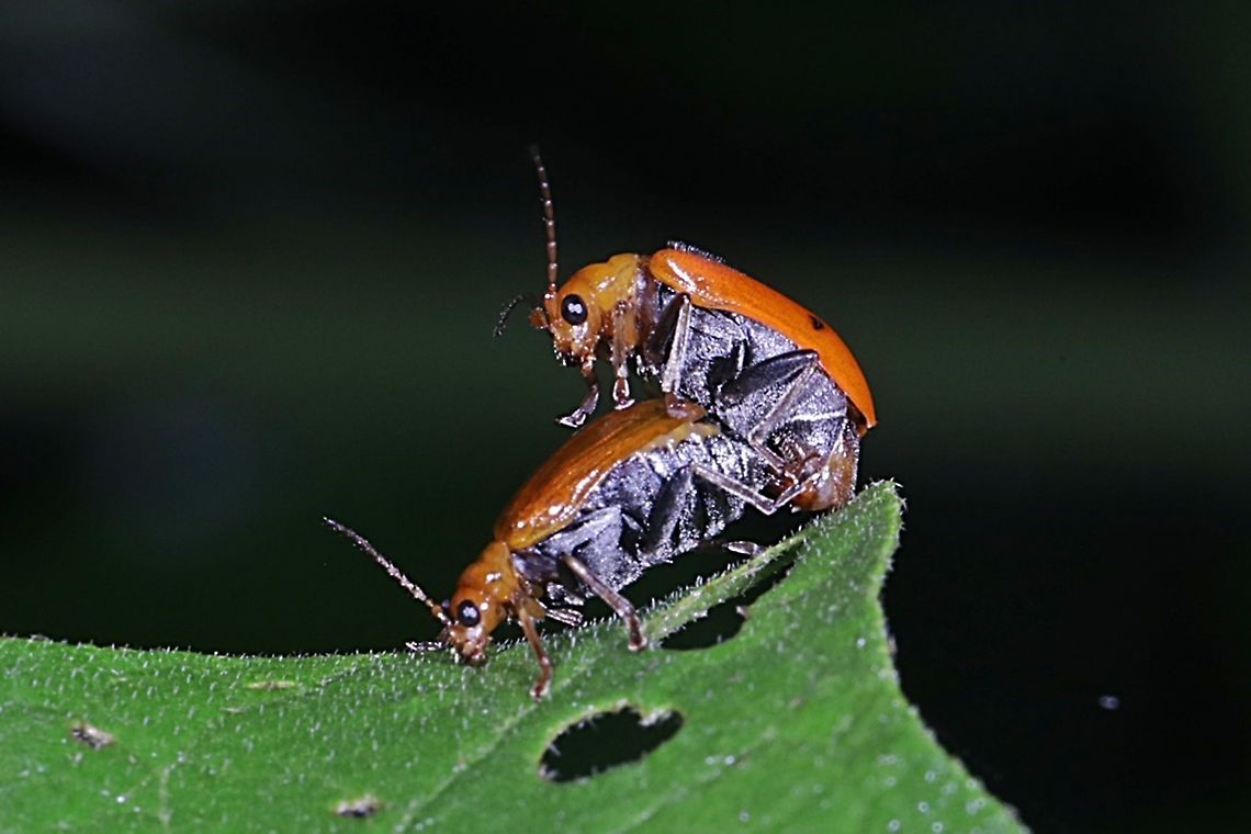 Orange leaf beetle, Aulacophora indica, Chrysomelidae - mating  Aulacophora indica,Geotagged,Indonesia,Spring