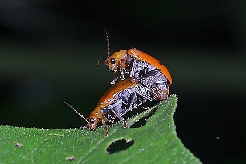 Orange leaf beetle, Aulacophora indica, Chrysomelidae - mating  Aulacophora indica,Geotagged,Indonesia,Spring