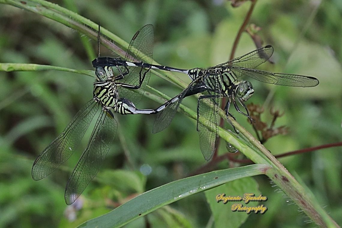 Green Marsh Hawk, Orthetrum sabina "mating"  Geotagged,Indonesia,Orthetrum sabina,Slender skimmer,Spring