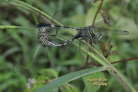 Green Marsh Hawk, Orthetrum sabina "mating"  Geotagged,Indonesia,Orthetrum sabina,Slender skimmer,Spring