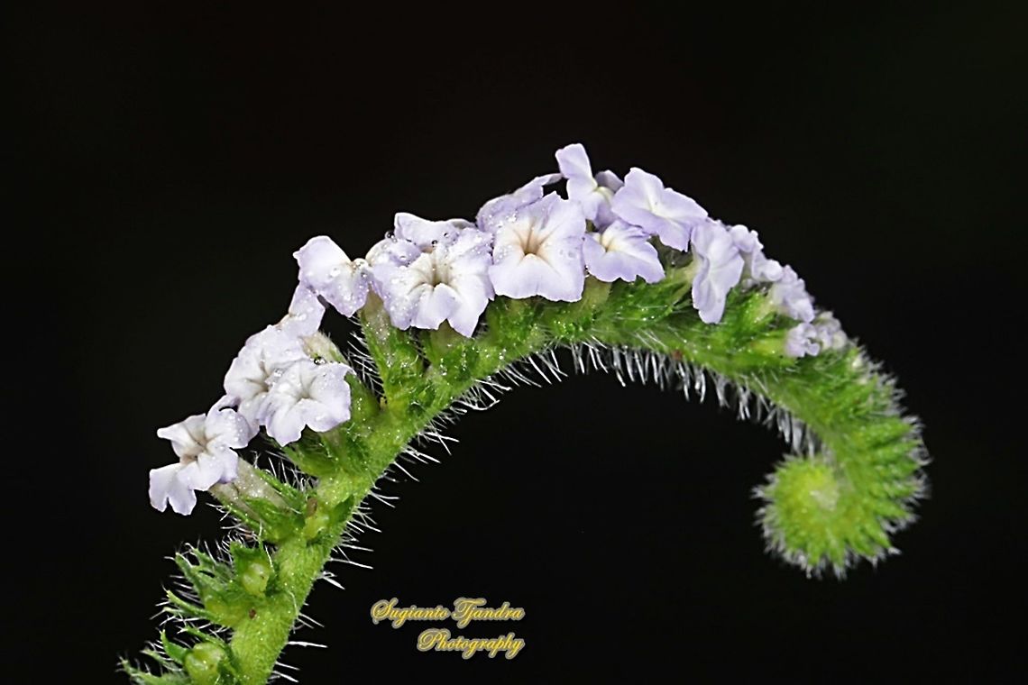 Sangketan (Indian Heliotrope) flowers, Heliotropium indicum  Geotagged,Heliotropium indicum,Indian heliotrope,Indonesia,Spring