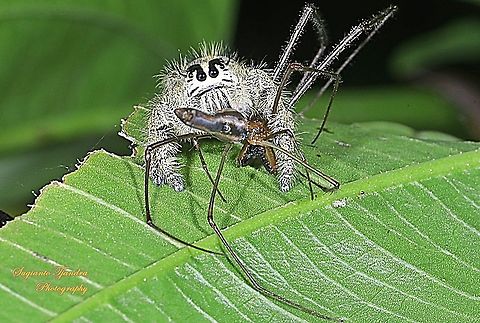 Jumping Spider, Hyllus diardi, Salticidae - Female w/prey (Long-jawed orb-weaver,  Tetragnatha, family Tetragnathidae)  Geotagged,Hyllus diardi,Indonesia,Spring