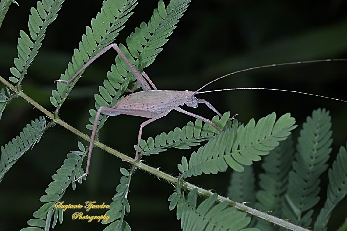 Bush Katydid, family Tettigoniidae  Geotagged,Indonesia,Spring