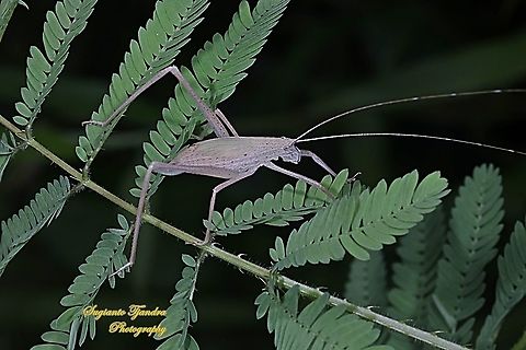 Bush Katydid, family Tettigoniidae  Geotagged,Indonesia,Spring