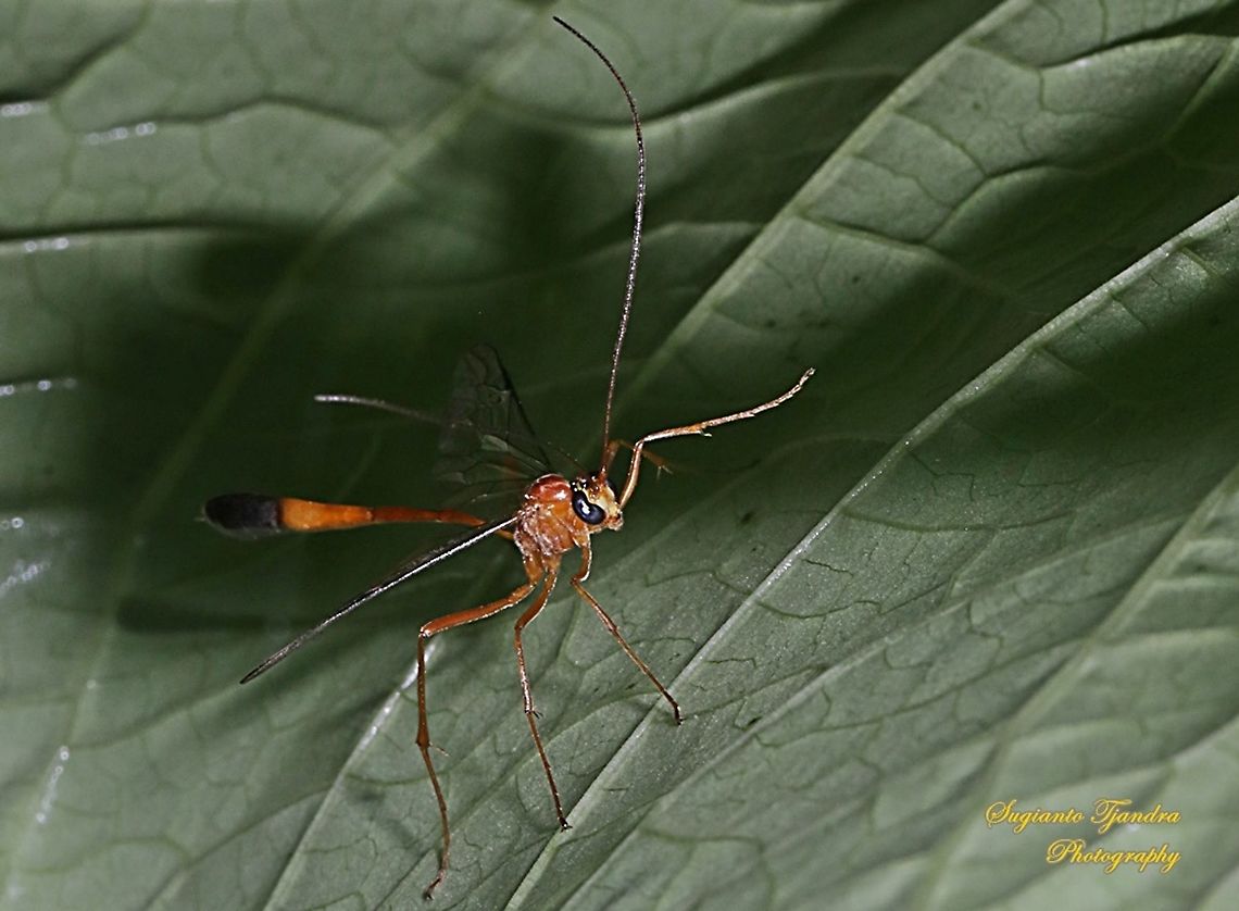 Ichneumon wasp, Enicospilus Sp. (???), family Ichneumonidae  Geotagged,Indonesia,Spring