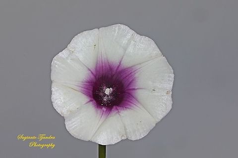 Sweet potato flower, Ipomoea batatas  Geotagged,Indonesia,Ipomoea batatas,Spring,Sweet potato