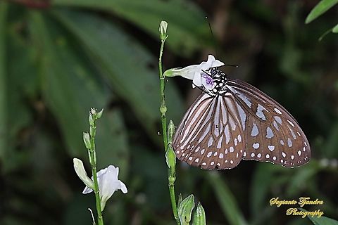 Blue Glassy Tiger Butterfly, Ideopsis vulgaris "sucking nectar on the Chinese Violet Weed flower, Asystasia gangetica"  Blue Glassy Tiger,Geotagged,Ideopsis vulgaris,Indonesia,Spring