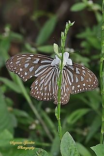 Blue Glassy Tiger Butterfly, Ideopsis vulgaris "sucking nectar on the Chinese Violet Weed flower, Asystasia gangetica"  Blue Glassy Tiger,Geotagged,Ideopsis vulgaris,Indonesia,Spring
