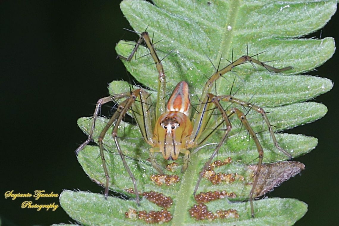 Lynx Spider, Oxyopes sp., family Oxyopidae - Female  Geotagged,Indonesia,Spring