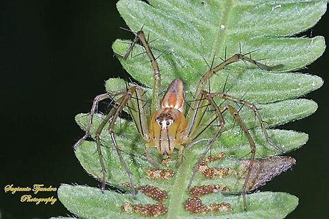 Lynx Spider, Oxyopes sp., family Oxyopidae - Female  Geotagged,Indonesia,Spring