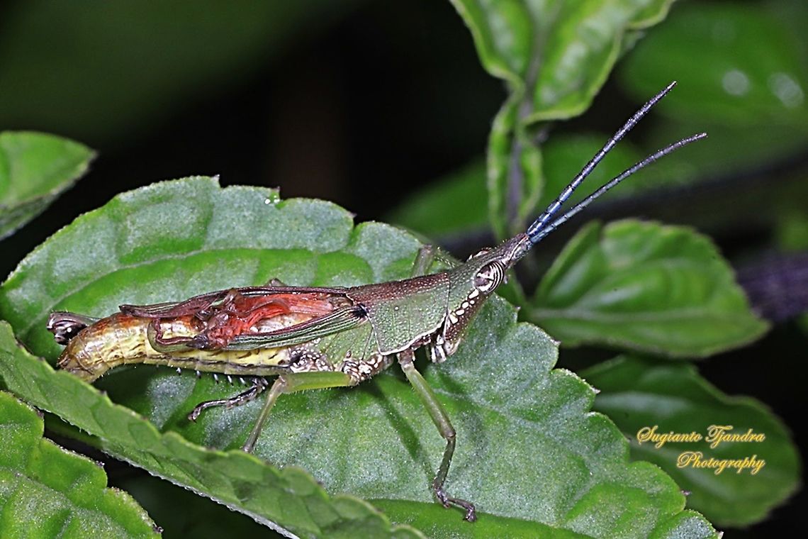 Grasshopper, Atractomorpha, family Pyrgomorphidae  Geotagged,Indonesia,Spring