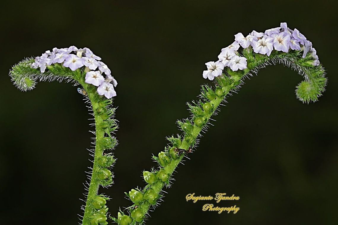 Sangketan (Indian Heliotrope) flowers, Heliotropium indicum  Geotagged,Heliotropium indicum,Indian heliotrope,Indonesia,Spring