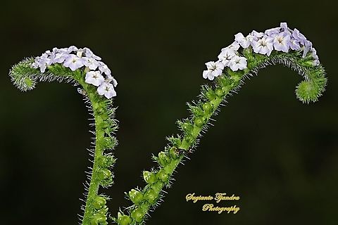 Sangketan (Indian Heliotrope) flowers, Heliotropium indicum  Geotagged,Heliotropium indicum,Indian heliotrope,Indonesia,Spring