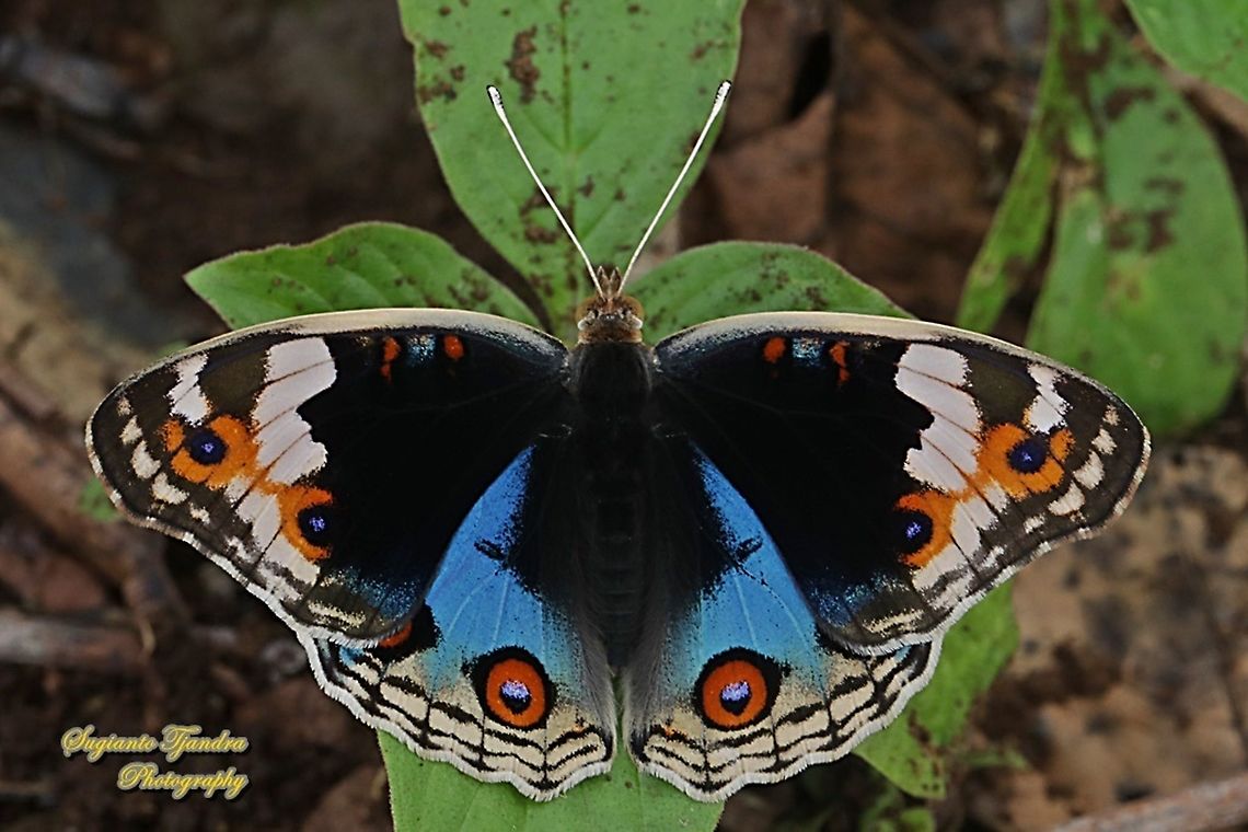 Blue Pansy Butterfly, Junonia orithya - male  Blue Argus,Geotagged,Indonesia,Junonia orithya,Spring