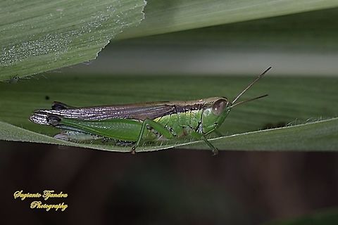 Short-horned grasshopper, Oxya chinensis, family Acrididae  Geotagged,Indonesia,Oxya chinensis,Spring