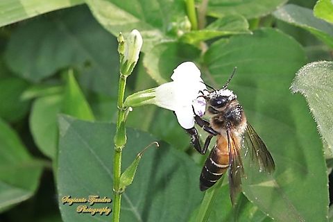 Black giant honey bee, Apis dorsata  "sucking nectar on the Chinese Violet Weed flower, Asystasia gangetica"  Apis dorsata,Geotagged,Giant honey bee,Indonesia,Spring