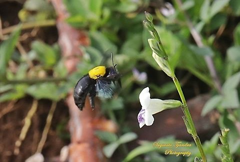 Black Gold Carpenter Bee Xylocopa confusa "looking for nectar on to the Chinese Violet Weed flower, Asystasia gangetica"  Geotagged,Indonesia,Spring,White-cheeked Carpenter Bee,Xylocopa confusa
