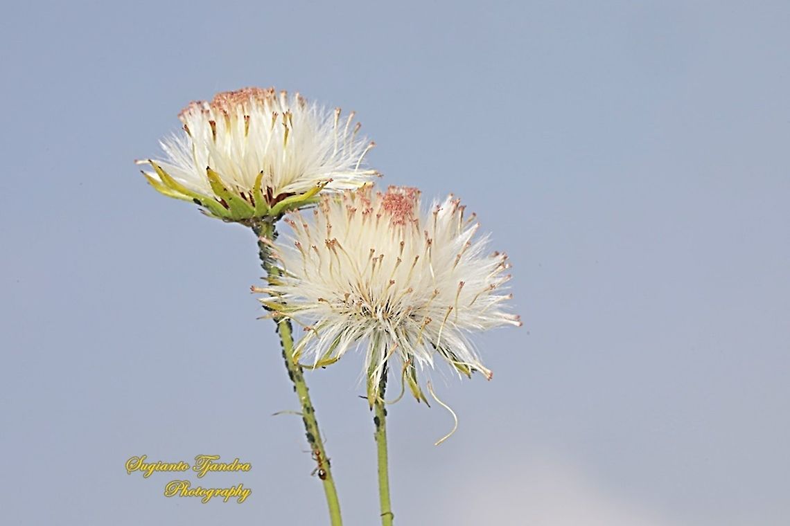 Seeds of lilac tasselflower,  Emilia sonchifolia, family Asteraceae  Emilia sonchifolia,Geotagged,Indonesia,Lilac Tasselflower,Spring