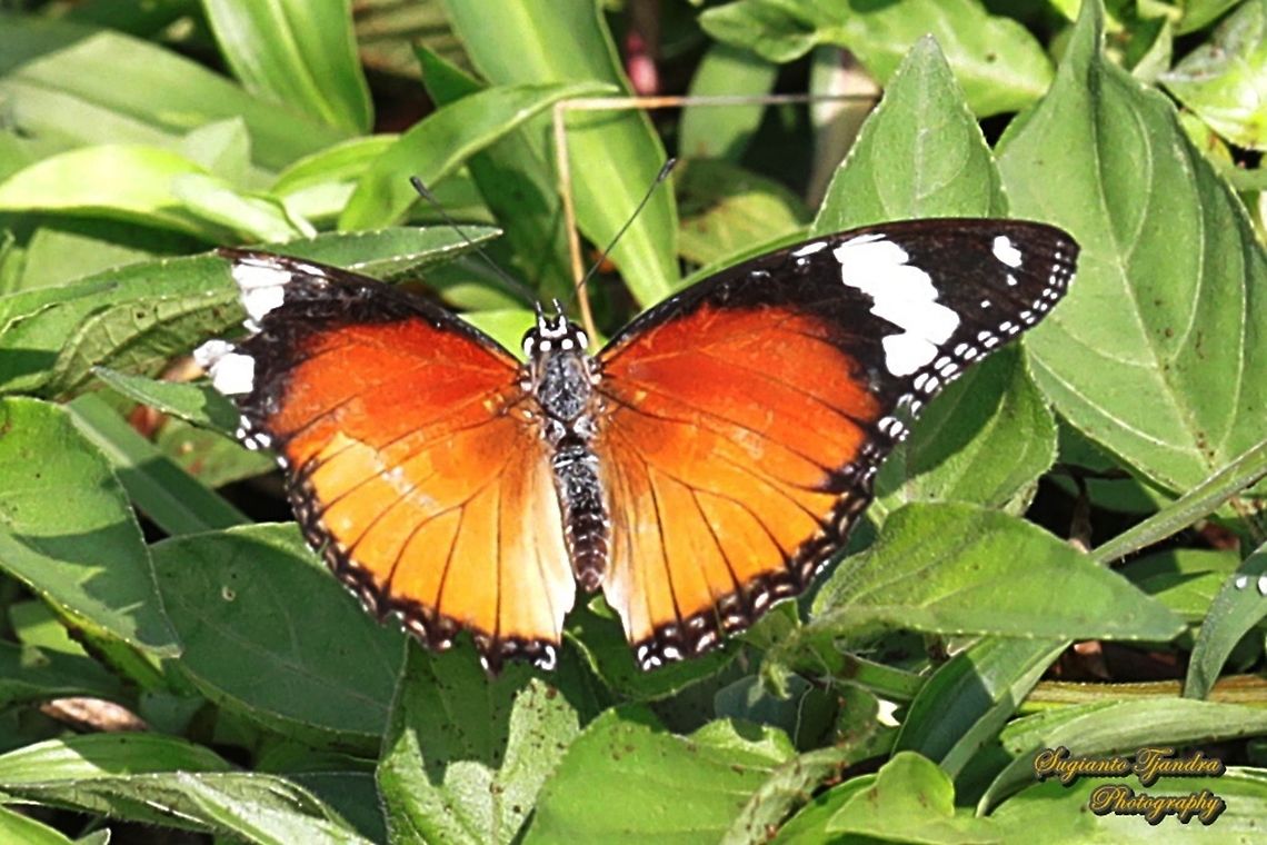Danaid Eggfly, Hypolimnas misippus, female "upperside"  Danaid eggfly,Geotagged,Hypolimnas misippus,Indonesia,Spring